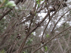 Leptospermum scoparium