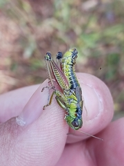 Melanoplus digitifer