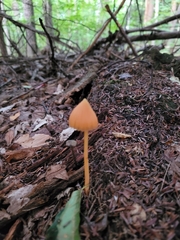 Entoloma quadratum