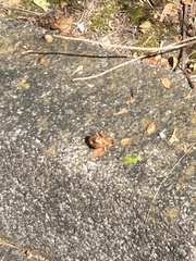 Cicadoidea