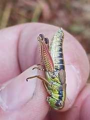 Melanoplus digitifer