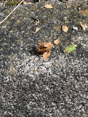 Cicadoidea