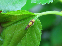 Colladonus clitellarius