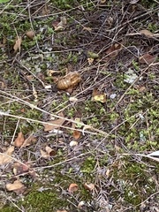 Graptopsaltria nigrofuscata