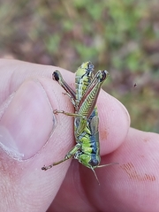 Melanoplus digitifer