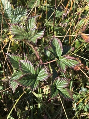 Rubus arcuans