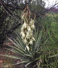 Yucca baccata
