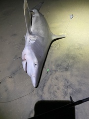 Carcharhinus plumbeus