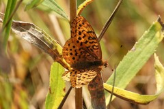 Boloria bellona