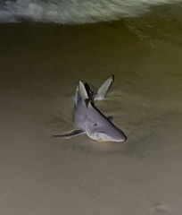 Carcharhinus plumbeus