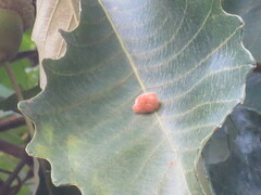 Druon quercusflocci