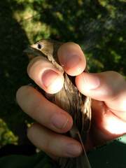 Passerina cyanea