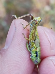 Melanoplus digitifer