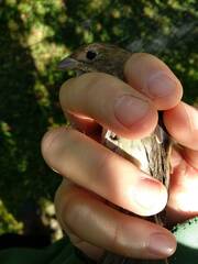 Passerina cyanea