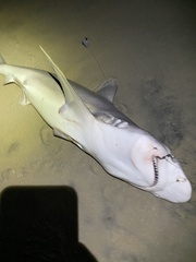 Carcharhinus plumbeus