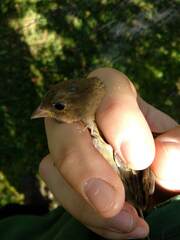 Passerina cyanea