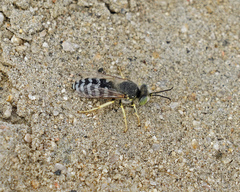 Bembix americana comata