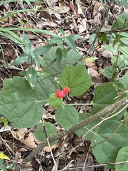 Malvaviscus arboreus