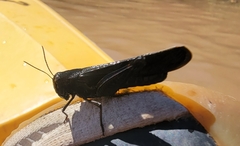 Arphia pseudonietana