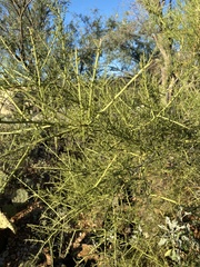 Parkinsonia