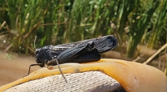 Arphia pseudonietana