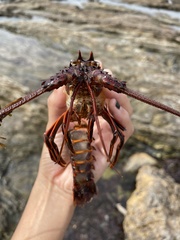 Panulirus interruptus