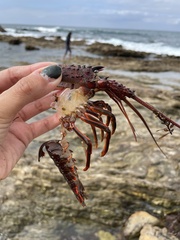 Panulirus interruptus