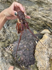 Panulirus interruptus