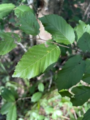 Ulmus