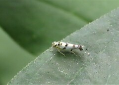 Eupteryx atropunctata