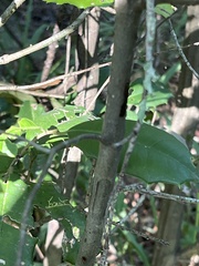 Ulmus