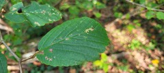 Hamamelis virginiana