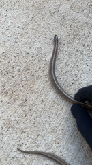 Tropidoclonion lineatum