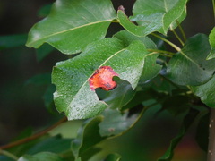 Gymnosporangium sabinae