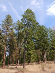 Pseudotsuga menziesii glauca