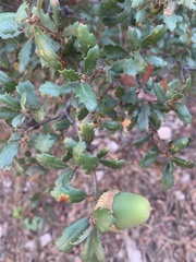 Quercus berberidifolia