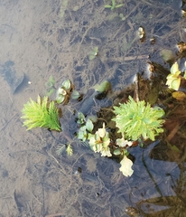 Myriophyllum aquaticum