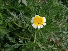 Glebionis coronaria