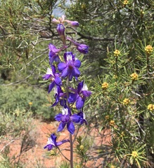 Delphinium scaposum