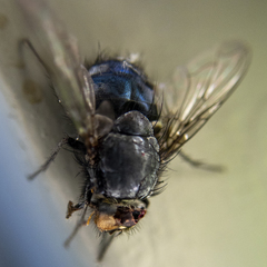 Calliphora vicina