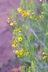 Senna artemisioides