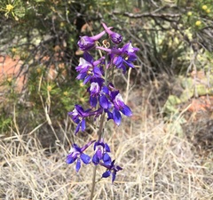 Delphinium scaposum