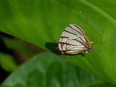 Arawacus meliboeus