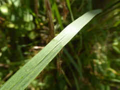 Bromopsis