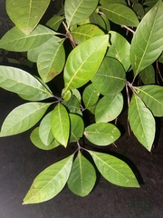 Chionanthus virginicus