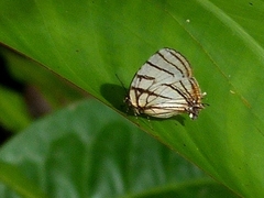 Arawacus meliboeus