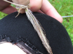 Dichanthium sericeum