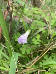 Oxalis incarnata