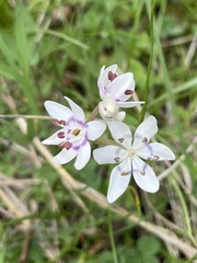 Wurmbea dioica