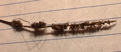 Carex vulpinoidea